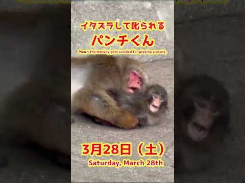 パンチくん【2026年3月28日撮影】イタズラして叱られるパンチくん #がんばれパンチ #punch  #HangInTherePunch #市川市動植物園【Punch the monkey】N02
