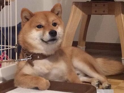 笑ってる犬の画像を見て幸せを感じようよ🐕️