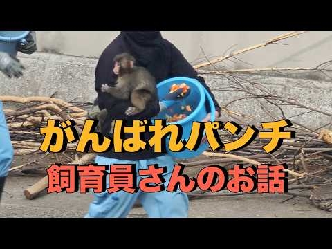 【がんばれパンチ】飼育員さんのお話