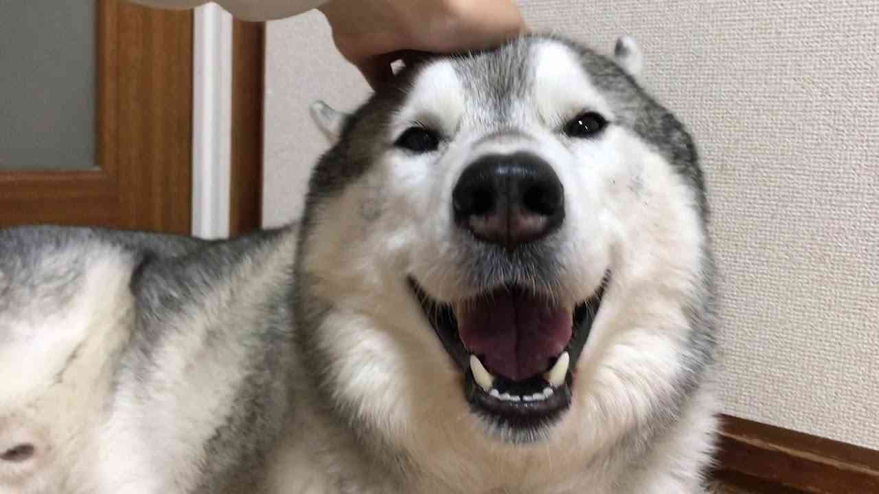 笑ってる犬の画像を見て幸せを感じようよ🐕️