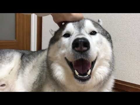 なでるのをやめた途端笑顔が消えるシベリアンハスキー