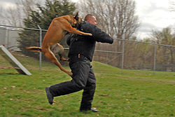 Police dog - Wikipedia
