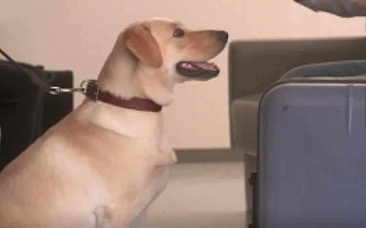 史上最大 18億円の覚せい剤密輸を防いだ麻薬探知犬＆ハンドラー新米コンビの絆