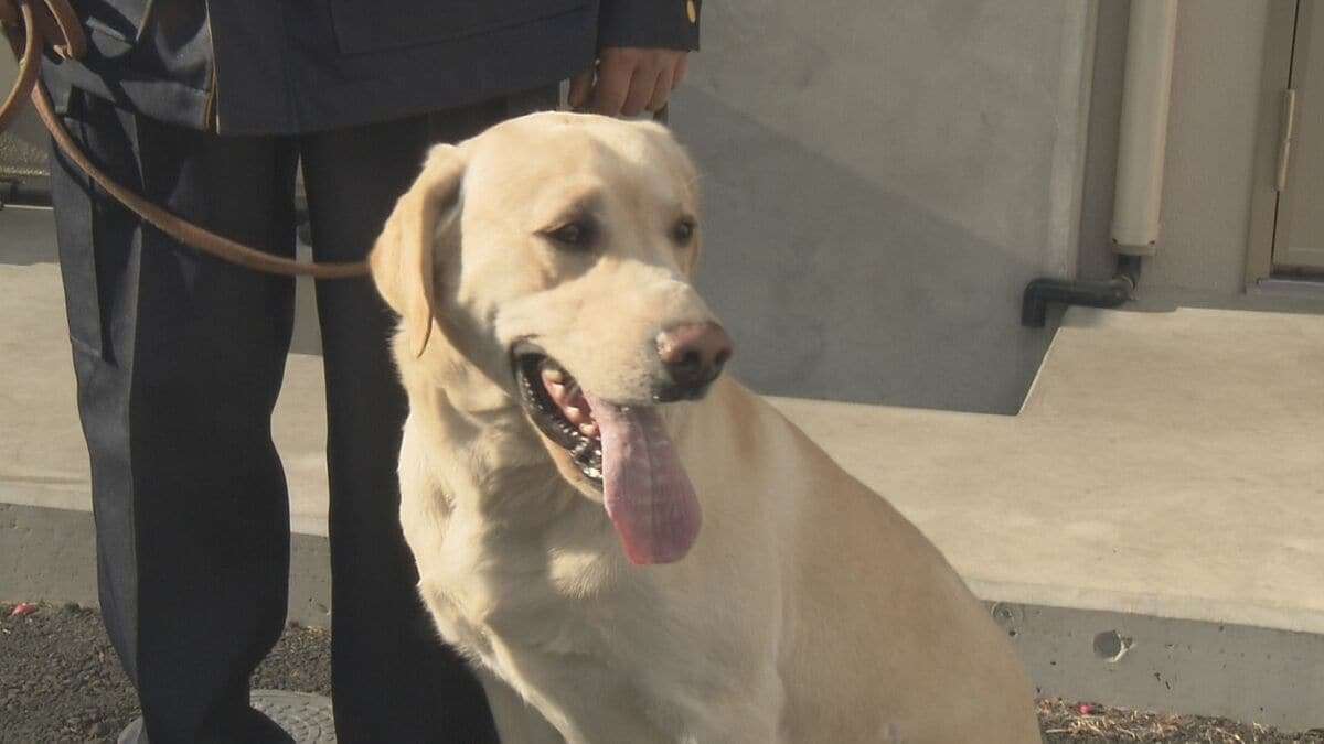 直轄警察犬現場デビュー目指し訓練中　大分県警所属ジャーマンシェパードアロー号 ラブラドールレトリバーロッキー号