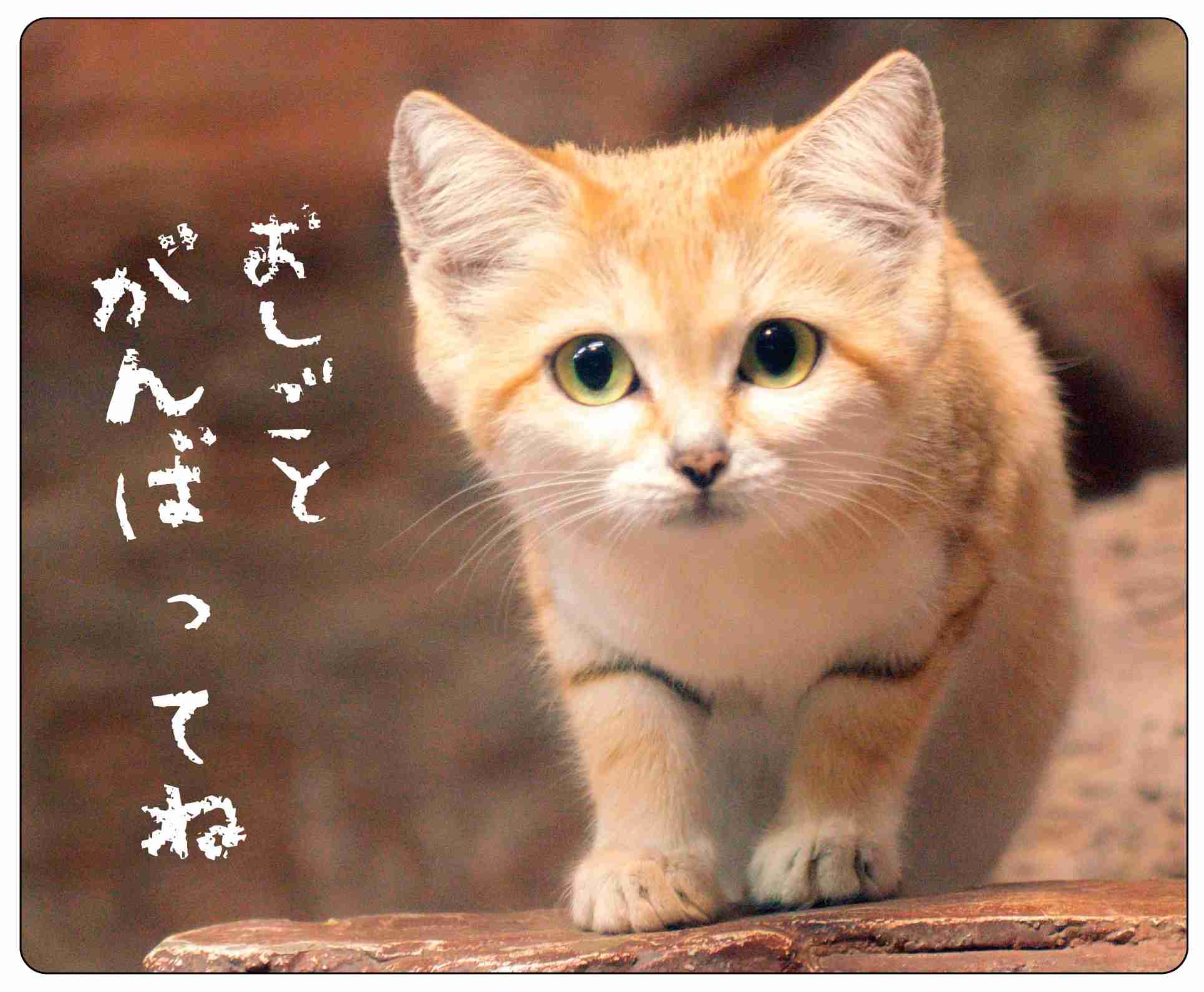 愛くるしい砂漠の天使、スナネコは「ワン！」と鳴く