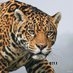 0211 jaguar on X