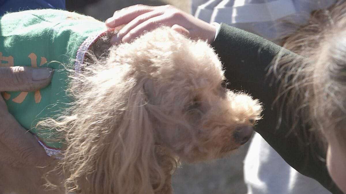 トイプードルの警察犬が3世代で登場　新人 “犬のおまわりさん”「ファニー」（2）はすでに現場に出動？！茨城県警