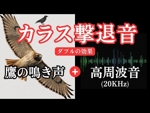 カラス撃退音。鷹の鳴き声と超音波でダブルの効果。カラスが嫌がる音でカラス対策
