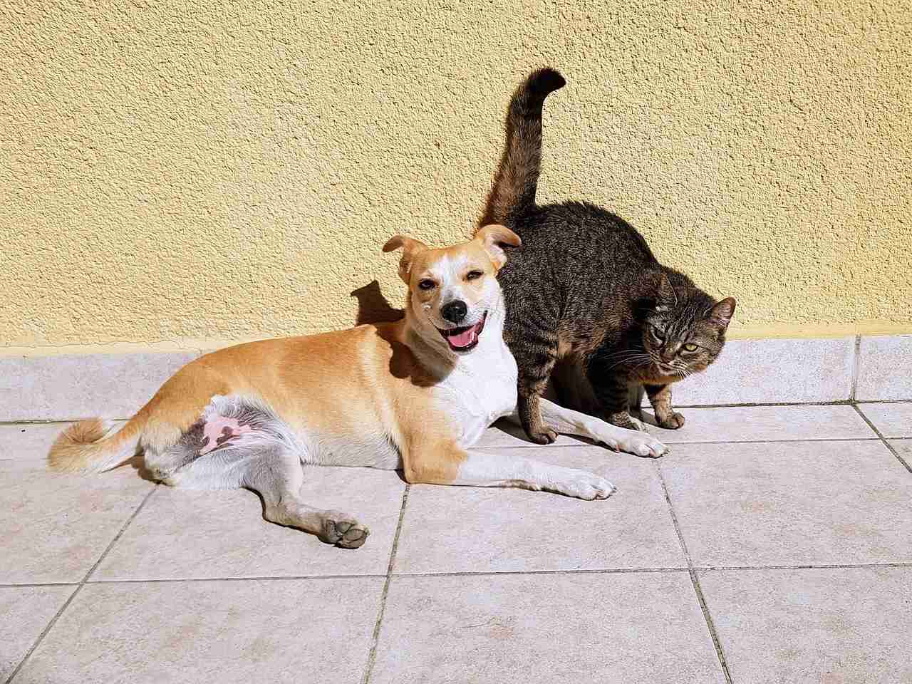 「犬or猫どちらが好き？」現役高校生は犬好きが6割　かわいいポイントは見た目だけなく“内面
