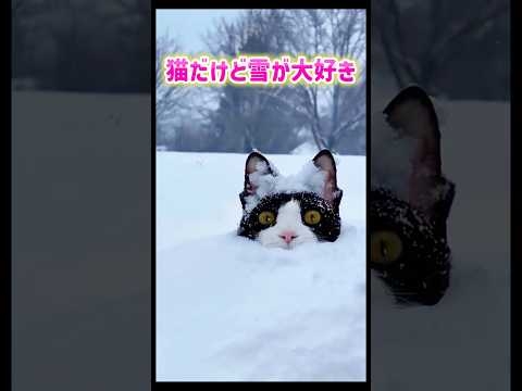 猫だけど雪が大好き? #癒し #かわいい #猫 #cat #cute #面白い #雪 #shorts