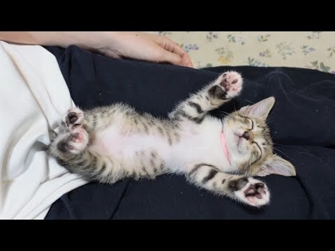 みんなで楽しむ三連休の雑談トピ🌸