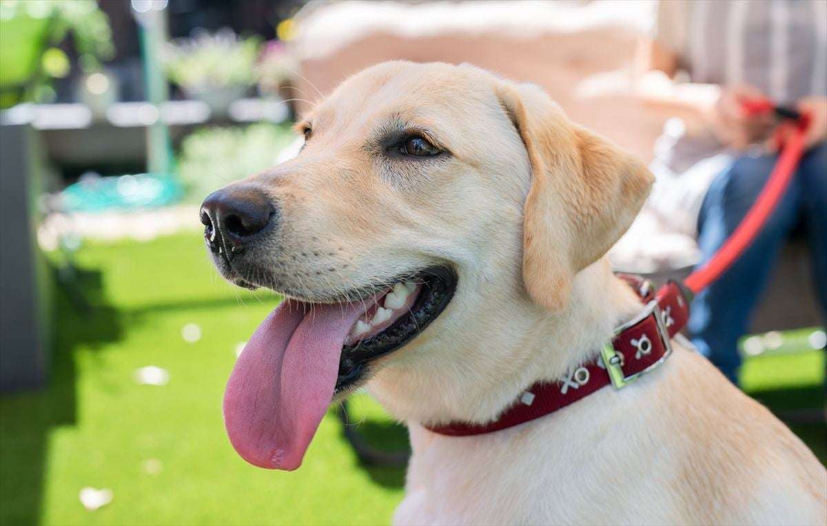 「ペットにしたい大型犬」ランキング 3位「ラブラドールレトリバー」2位「シベリアンハスキー」…1位は？ | オトナンサー