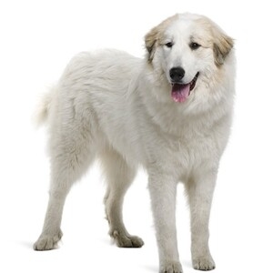 「ペットにしたい大型犬」ランキング　3位「ラブラドールレトリバー」2位「シベリアンハスキー」…1位は？