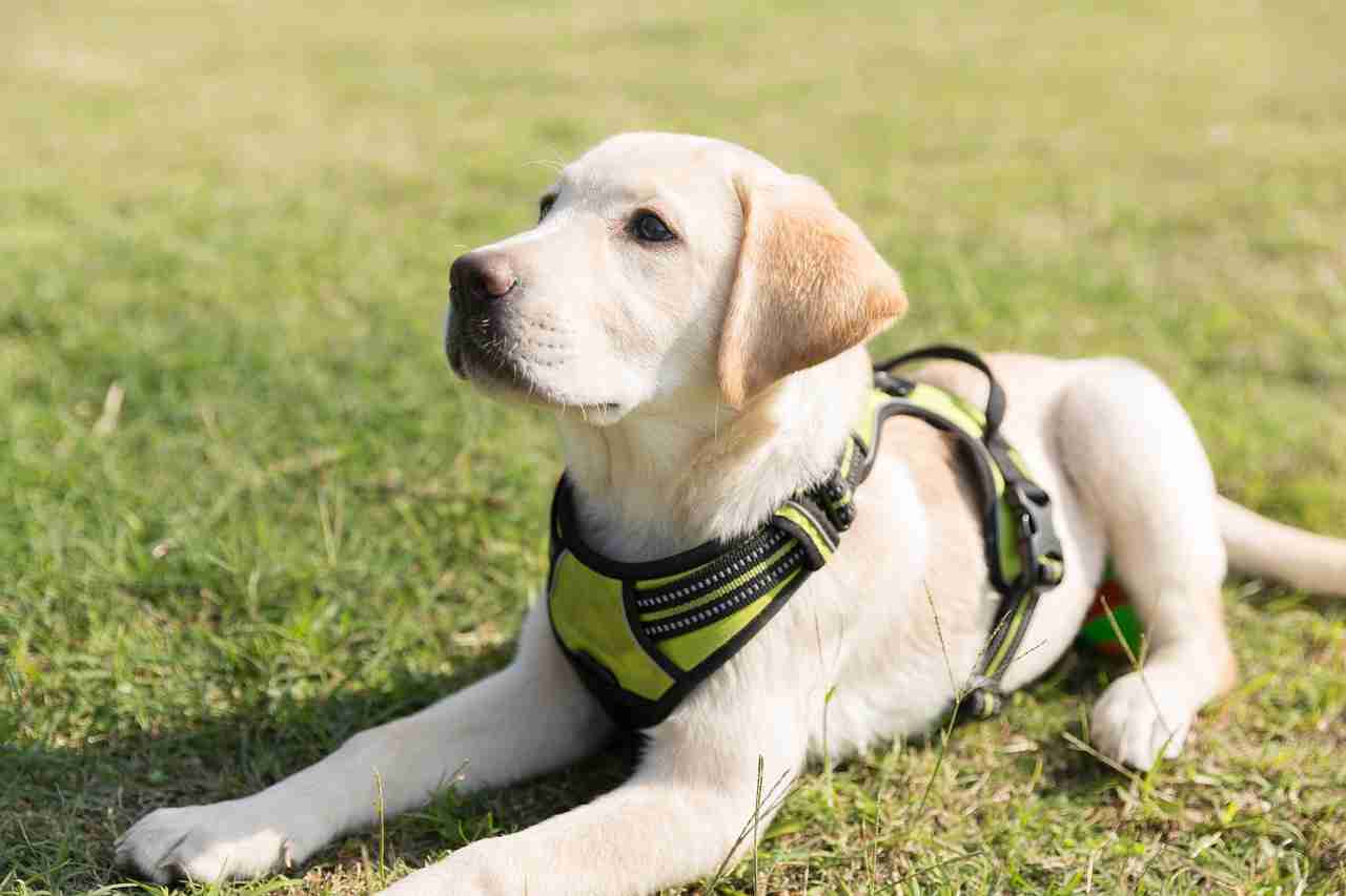 「ペットにしたい大型犬」ランキング　3位「ラブラドールレトリバー」2位「シベリアンハスキー」…1位は？