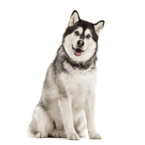 「ペットにしたい大型犬」ランキング　3位「ラブラドールレトリバー」2位「シベリアンハスキー」…1位は？
