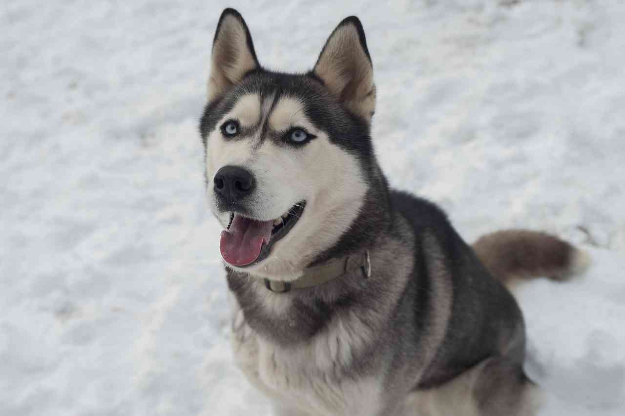 「ペットにしたい大型犬」ランキング　3位「ラブラドールレトリバー」2位「シベリアンハスキー」…1位は？