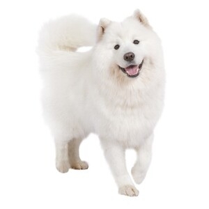「ペットにしたい大型犬」ランキング　3位「ラブラドールレトリバー」2位「シベリアンハスキー」…1位は？