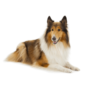 「ペットにしたい大型犬」ランキング　3位「ラブラドールレトリバー」2位「シベリアンハスキー」…1位は？