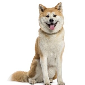 「ペットにしたい大型犬」ランキング　3位「ラブラドールレトリバー」2位「シベリアンハスキー」…1位は？