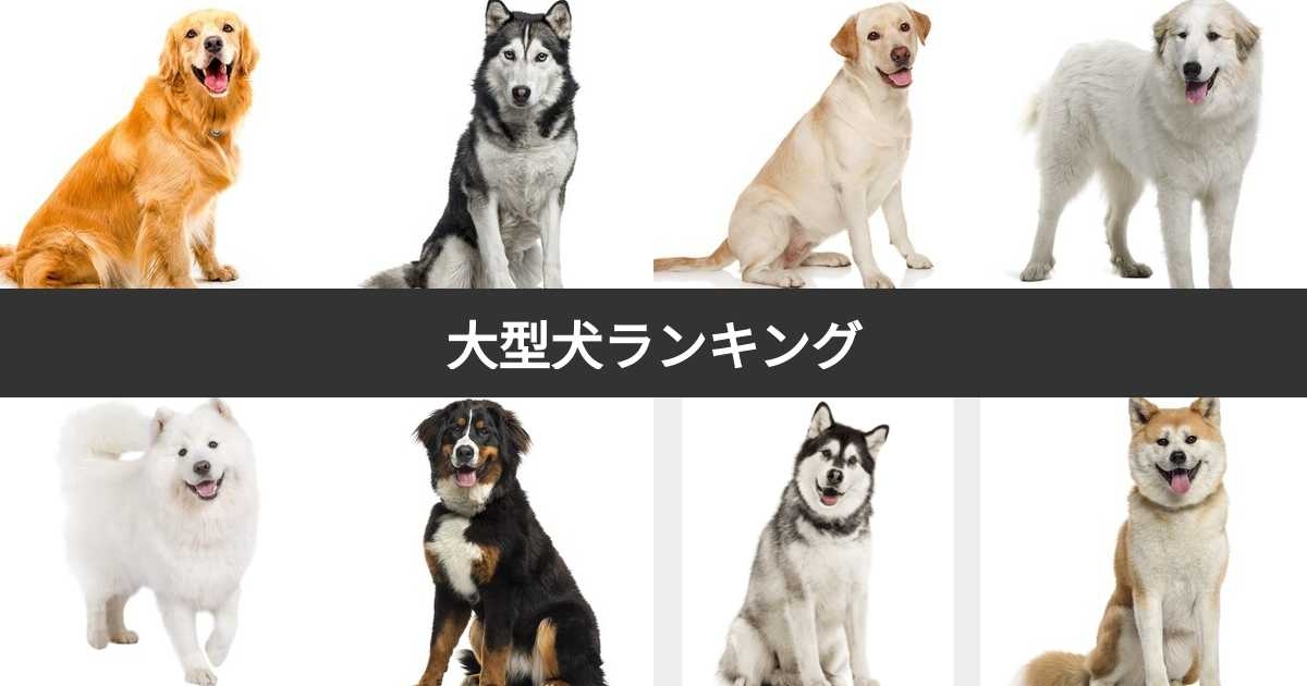 【人気投票 1~30位】大型犬の種類ランキング！みんながペットにしたい犬種は？ | みんなのランキング