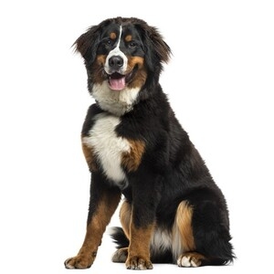「ペットにしたい大型犬」ランキング　3位「ラブラドールレトリバー」2位「シベリアンハスキー」…1位は？