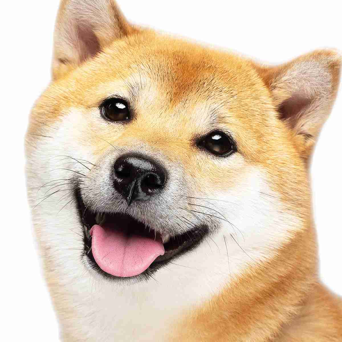 笑ってる犬の画像を見て幸せを感じようよ🐕️