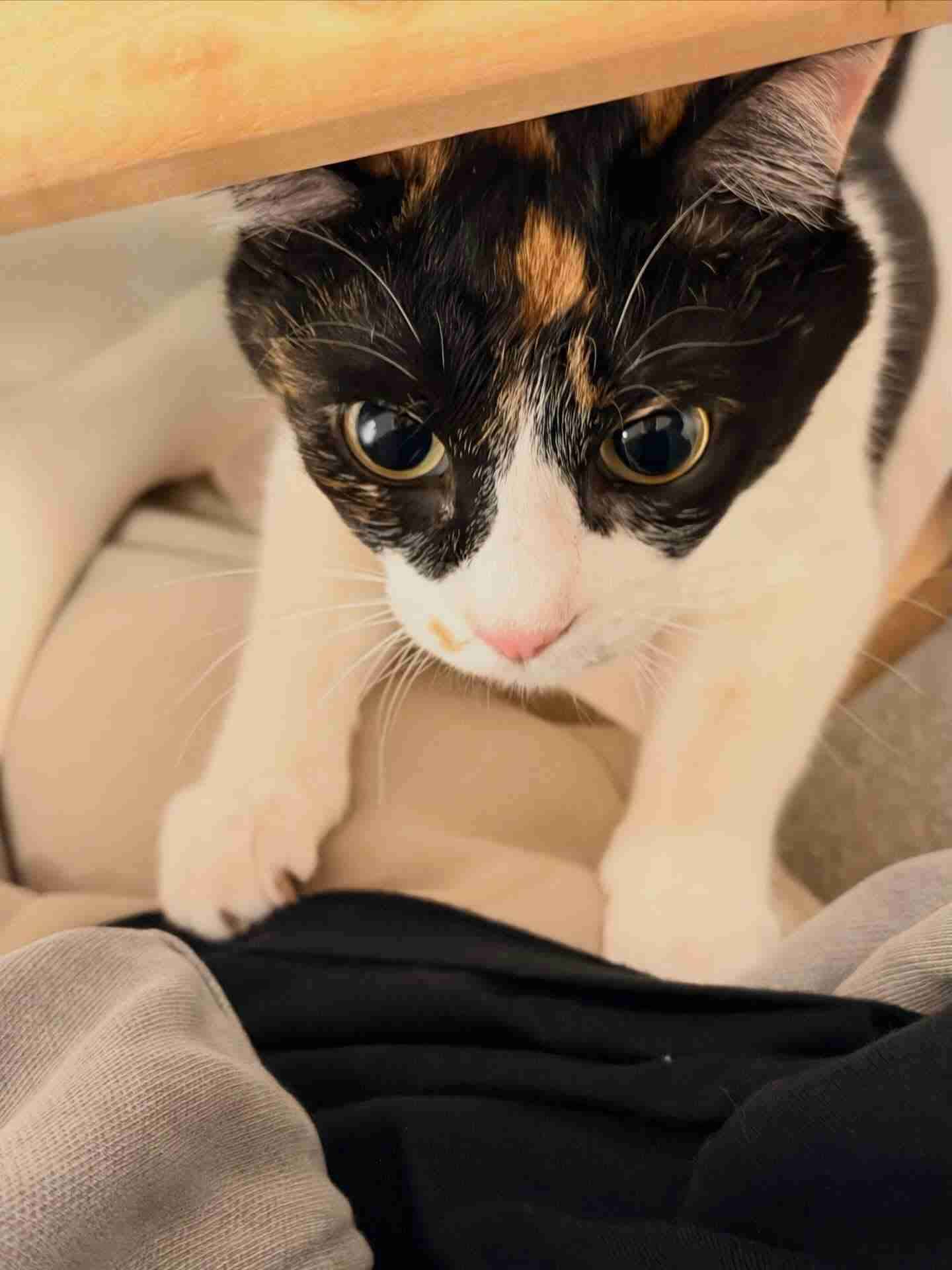 Snow Man 佐久間大介、愛猫2匹と幸せショット公開　ラブラブ写真に「大好きなのが伝わってくる」