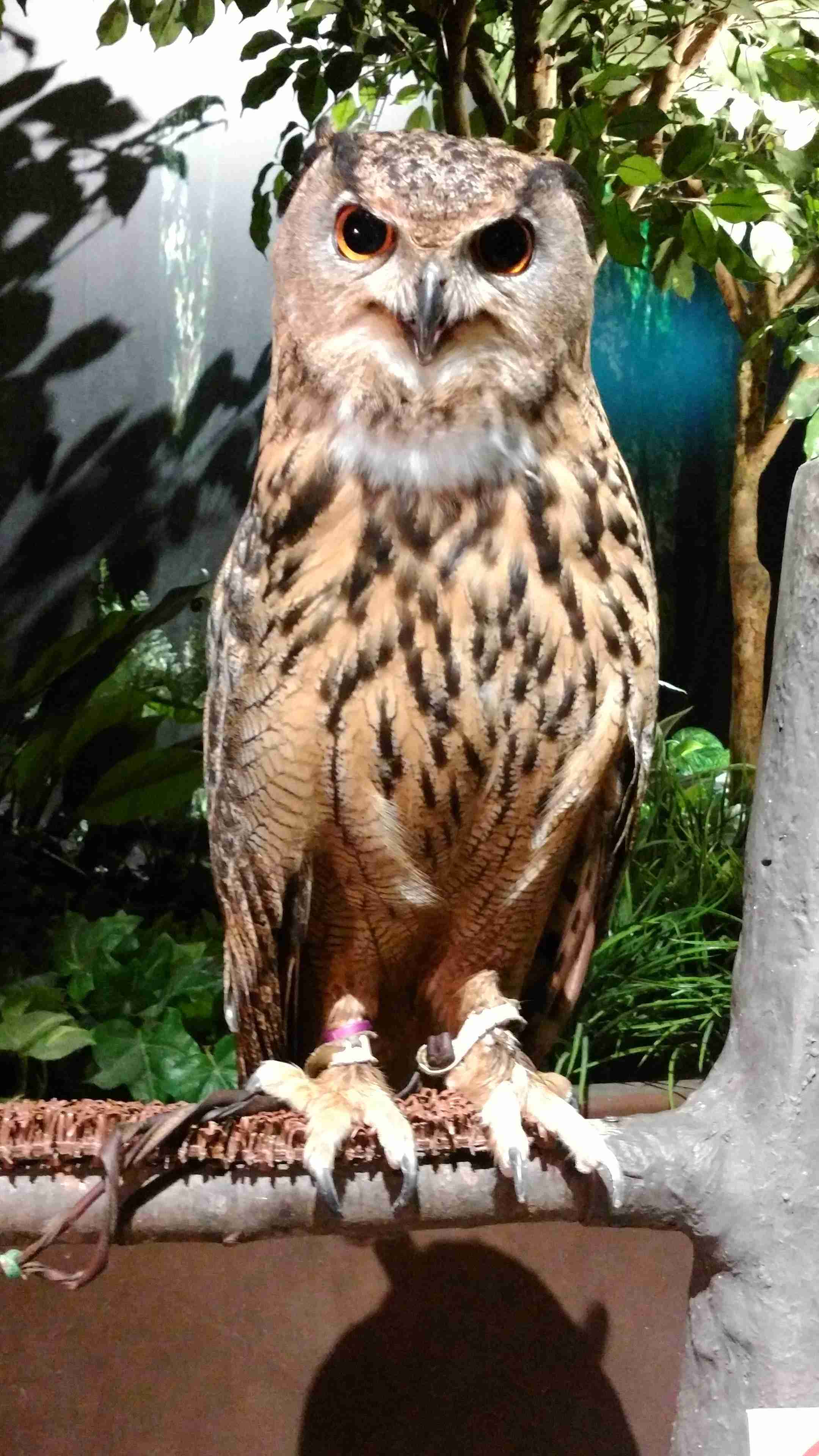 がるちゃん動物園