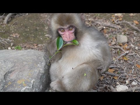 小豆島の奇跡。パンチ（punch）くんより過酷な運命を背負ったみなしご猿・テンテン（TenTen）の生き様 / monpai ニホンザル  #お猿の国 #小豆島ワイルドモンキーパーク