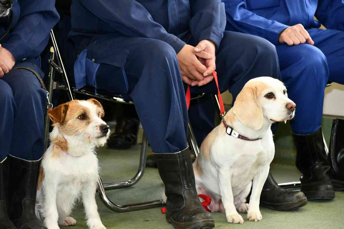 警察犬デビューするシェパード、ちょっぴり不安？しがみつく様子に「緊張してる」「頑張って」の声