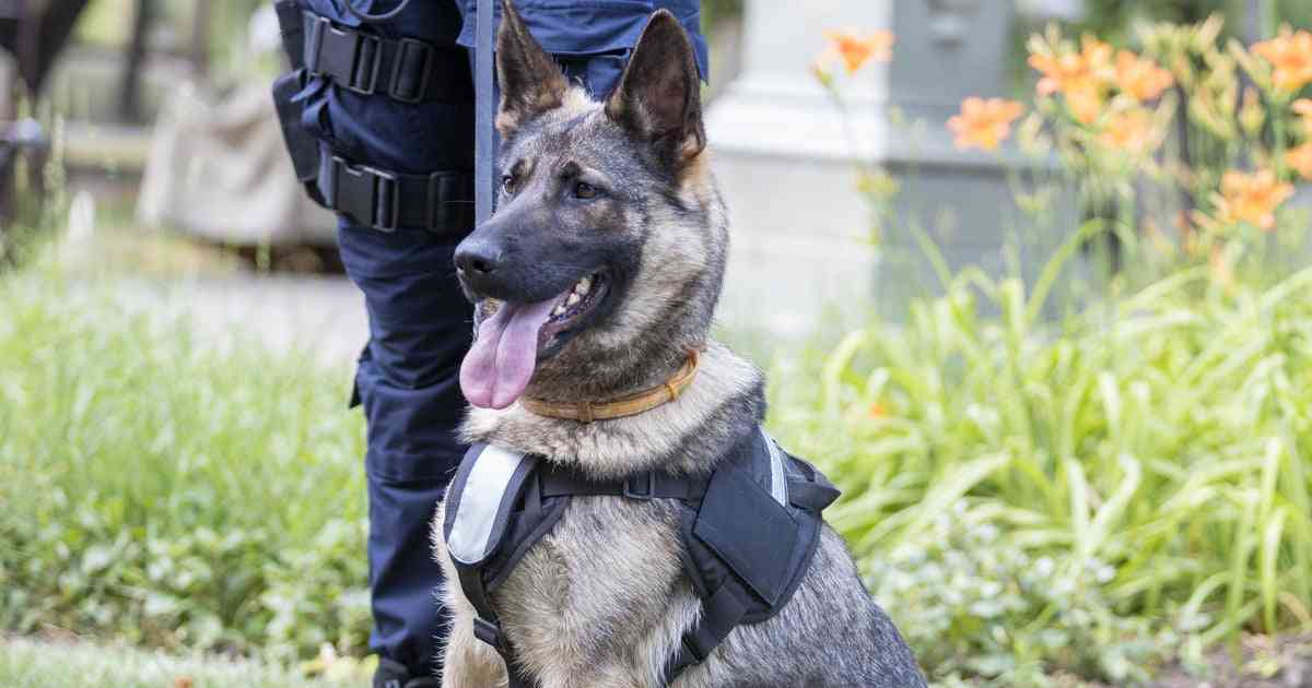 警察犬デビューするシェパード、ちょっぴり不安？しがみつく様子に「緊張してる」「頑張って」の声 | ハフポスト LIFE