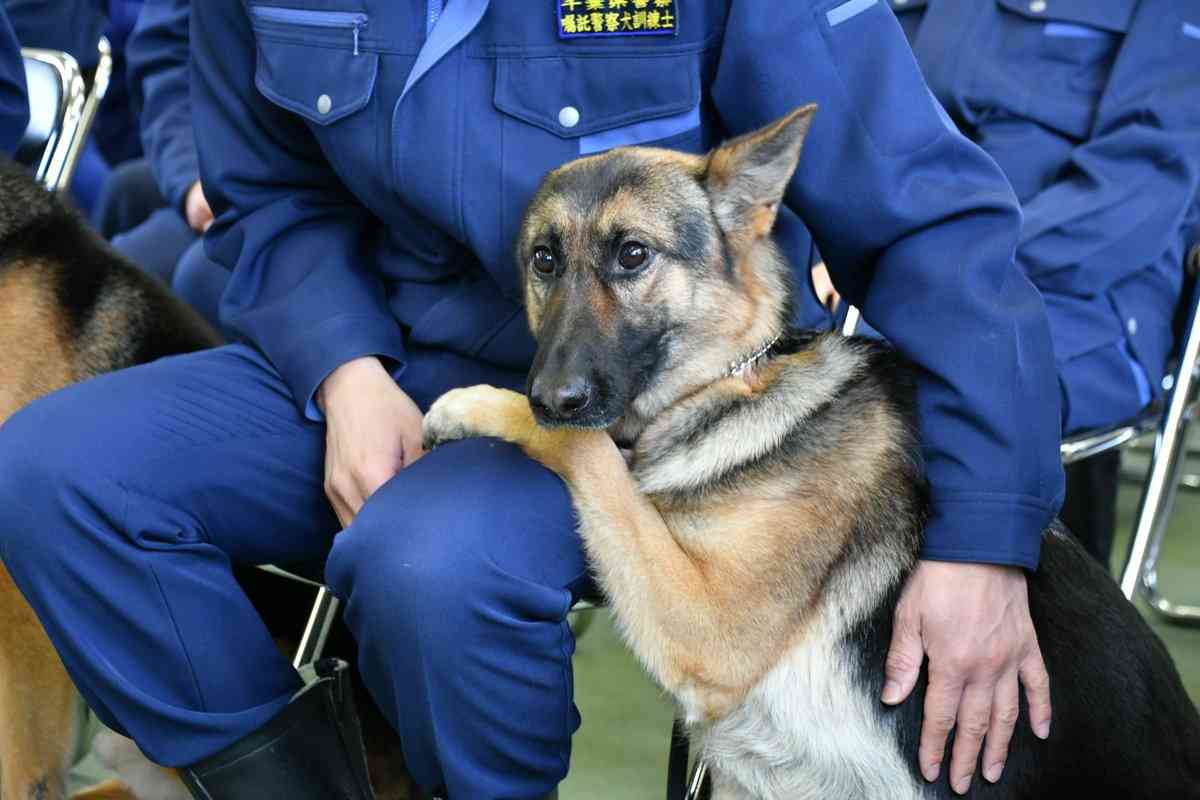 警察犬デビューするシェパード、ちょっぴり不安？しがみつく様子に「緊張してる」「頑張って」の声