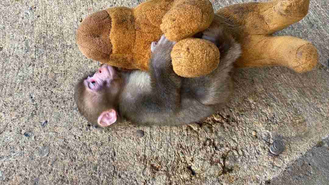 子ザルのパンチくん「（池に）落とされたのでは？」指摘受け市川動植物園が報告　「『落とした』と思われる個体を特定し必要な措置」