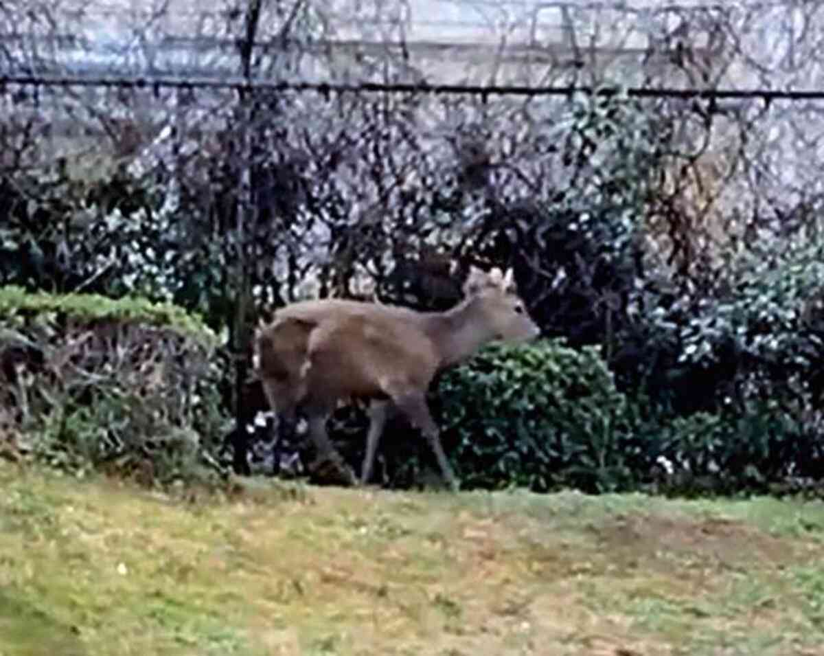 大阪市都島区の公園にシカ１頭現れる、園内を移動したり茂みに隠れたり…10日前から府内で目撃相次ぐ