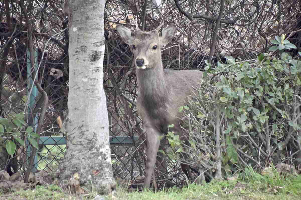 大阪市都島区の公園にシカ１頭現れる、園内を移動したり茂みに隠れたり…10日前から府内で目撃相次ぐ