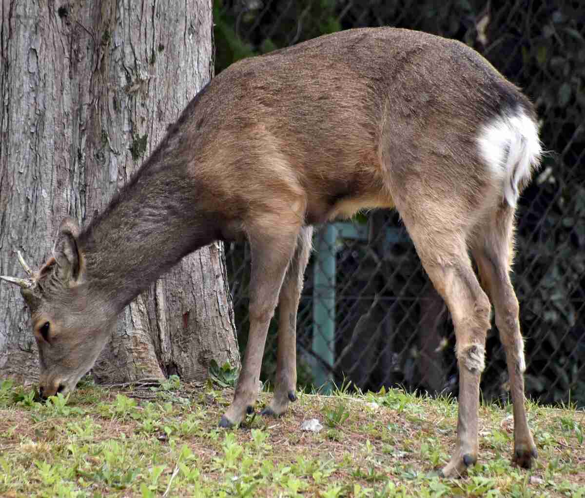 大阪市都島区の公園にシカ１頭現れる、園内を移動したり茂みに隠れたり…10日前から府内で目撃相次ぐ