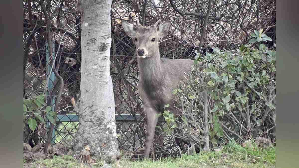 大阪市都島区の公園にシカ１頭現れる、園内を移動したり茂みに隠れたり…１０日前から府内で目撃相次ぐ : 読売新聞