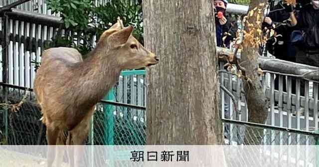 大阪市の公園にシカ？現れる　梅田まで2キロ、奈良から来たかは不明 [大阪府]：朝日新聞