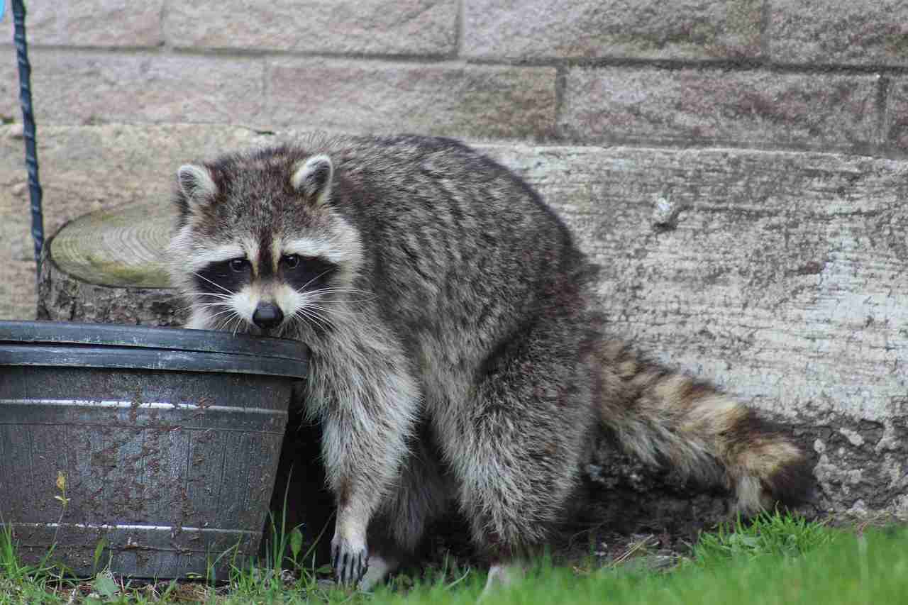 うちの畑にたぬきとアライグマが出たんだけど、たぬきの食事作法が「1個を大事に食べきってから他に手を伸ばす」だったので許した→行動の違いが気になる