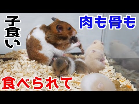 助けられませんでした