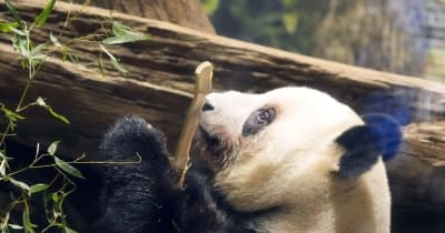 「パンダ不在の恐ろしさ、いなくなって初めて気づいた」 脱パンダ派もガチ勢も知らない、地域が抱える深刻な課題…中国が実は日本に貸したい意外な「メリット」も | NEWSjp