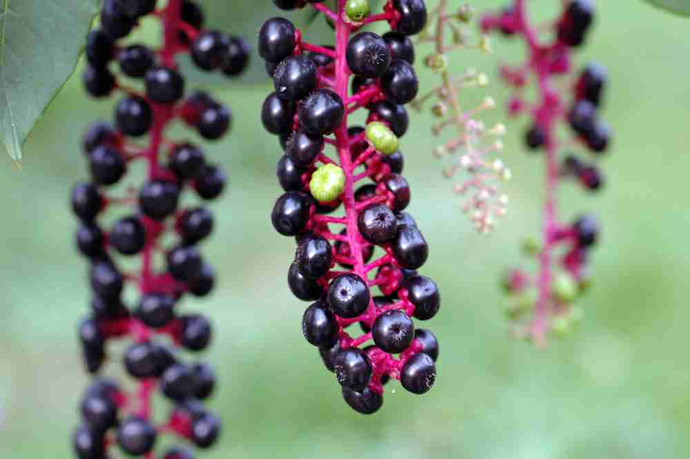 小さい頃に食べたことがある、その辺に生えてる植物