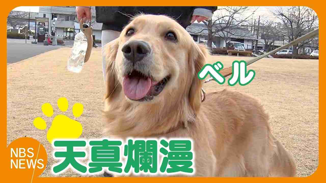 笑ってる犬の画像を見て幸せを感じようよ🐕️
