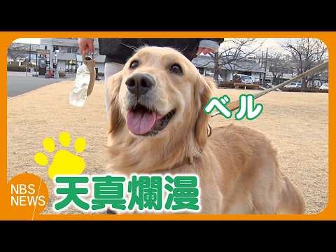 犬が苦手だった夫にベタ惚れ 天真爛漫なベル（ゴールデンレトリバー 2歳 メス）