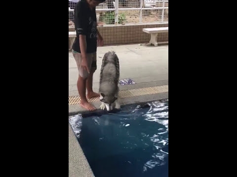 Husky Doesn't Want to Swim