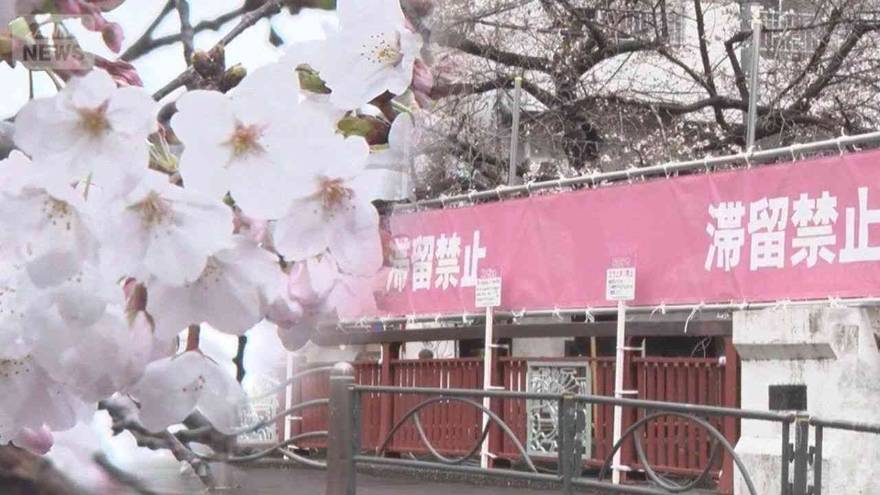 目黒川に桜隠すピンク色の幕 賛否 - Yahoo!ニュース
