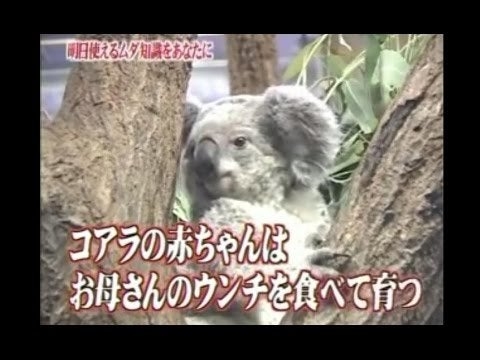 小学館関連イベント中止、延期相次ぐ「BLACK LAGOON」アート展も 漫画家の性加害問題で余波