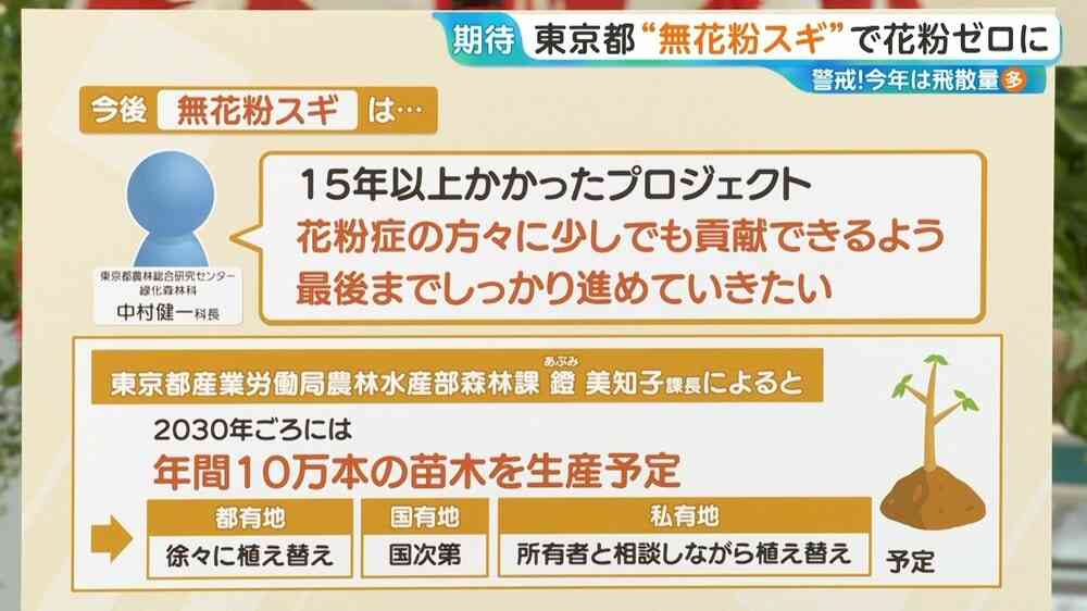 花粉ゼロ！“夢の”スギの木の母樹が7本誕生！東京都育成の「心晴れ不稔1号」花粉症患者の救世主となるか
