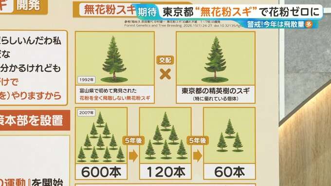 東京都「無花粉スギ」で花粉ゼロに？2030年には年間10万本の苗木の生産へ