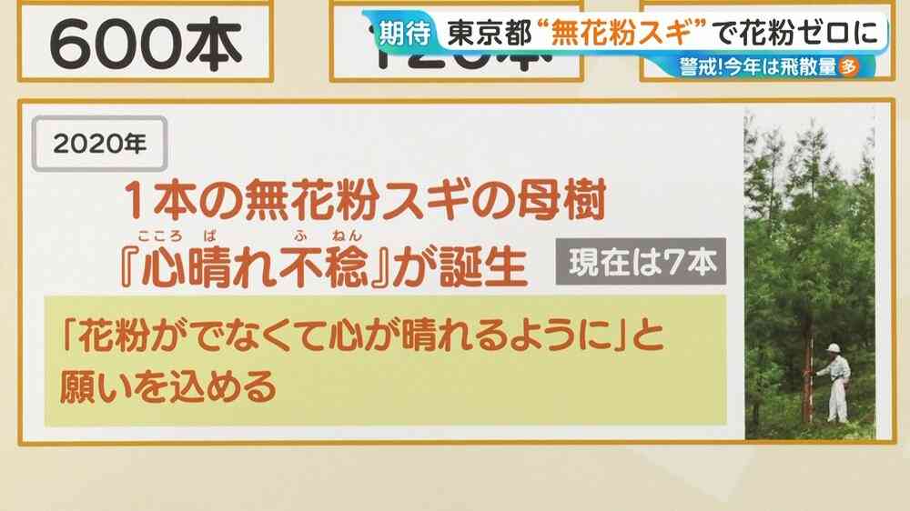 花粉ゼロ！“夢の”スギの木の母樹が7本誕生！東京都育成の「心晴れ不稔1号」花粉症患者の救世主となるか